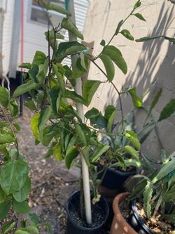 Yellow Granadilla Salvadoreña Climbing Plant, In 5 Gallons Pot Pick Up Only