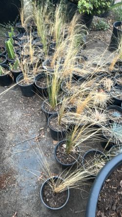 Mexican feather grass