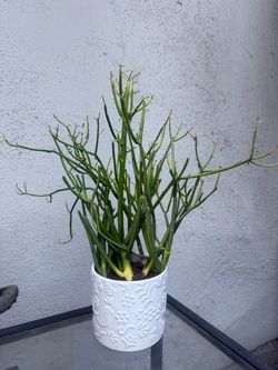 Fire stick / Pencil Cactus