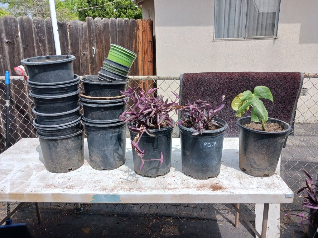 Plants And Pots