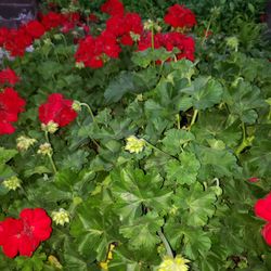 Irrigation For Plants 