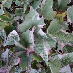 Sweet Potato Vines 