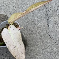 Philodendron Whipple Way Mint Variegated Sprouted Mid Cut Rooted
