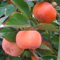 Grafted Dwarf Giant Fuyu Persimmon Trees 😃😃🌿🌿🌿🌿