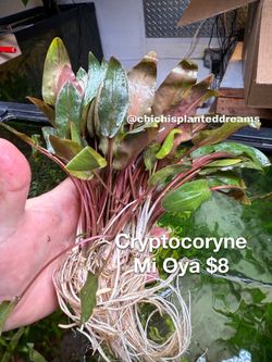 New Aquarium Plants Have Arrived