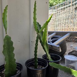Baby Cerrado Dragon Fruit Plant