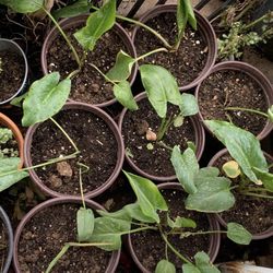 A Bunch Of Beautiful Plants Available