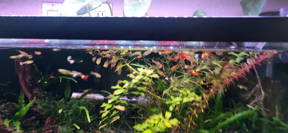 20 Long Aquarium Loaded