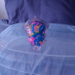 Multicolored dinosaur