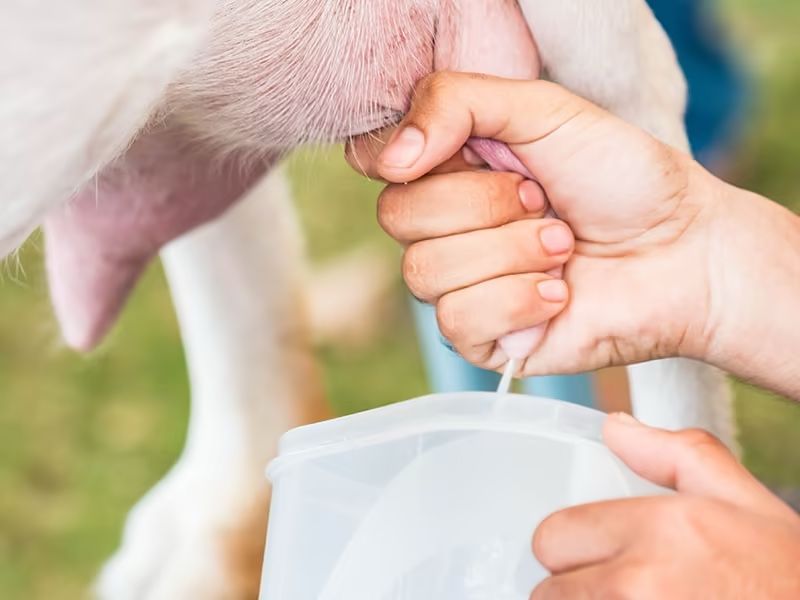 Goat milk leche De Chiva