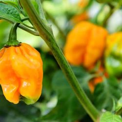 🌶️Habañero Chili Plant 