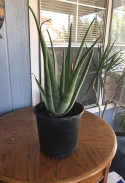 Aloe vera for sale🌵🌵🌵🌵