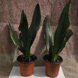 Rare Whitney Snake Plant 