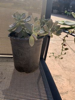 Succulents