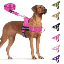 Harness and Leash XL