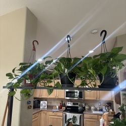 Selection Of Hanging Pothos