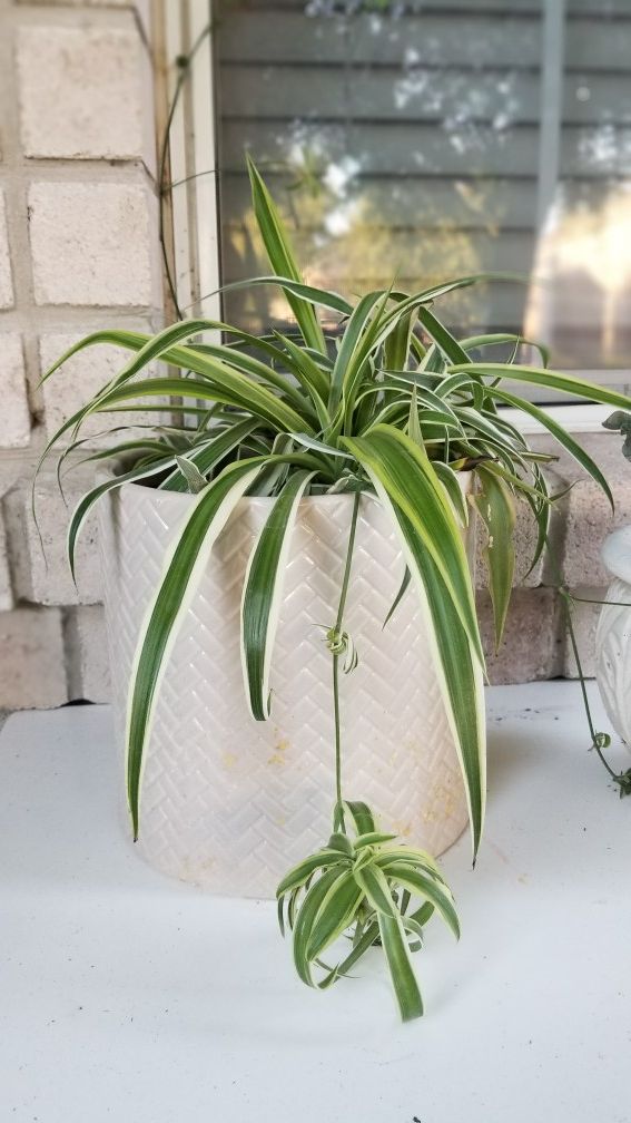 Spider plant