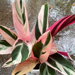 Tri-Color Prayer Plant