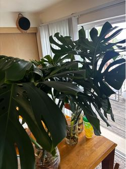 Monstera Deliciosa