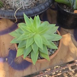 Suculenta 