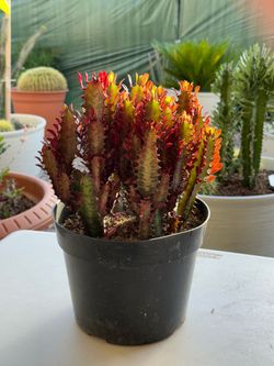 Deep Red “lucky tree” Euphorbia Cactus Cluster 🌵