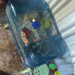 7 Hamsters + 3 Cages + Extra Tube Connections+ Little Treats And Toys