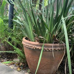 Large potted plant 21 inch diameter 15 inches high in North Hollywood