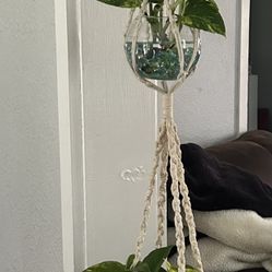 Pothos With Hanging Macrame 