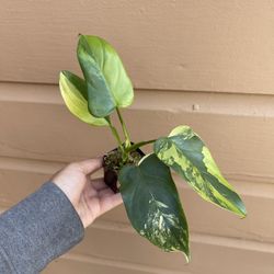 variegated horse head philodendron