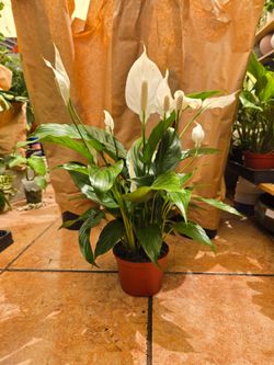 Peace lily 6" pot