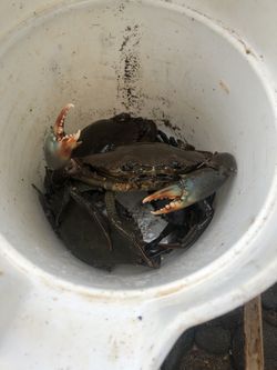 Crab And Fish