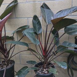 Philodendron, Large Plant, 5 Gallon Pot 