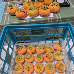 PERSIMMONS