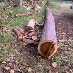 Rainbow eucalyptus tree (cut last month)