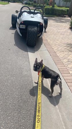 Custom leash and collar for your dog