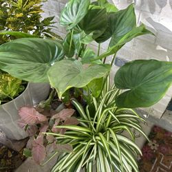 A Variety Of Plants 