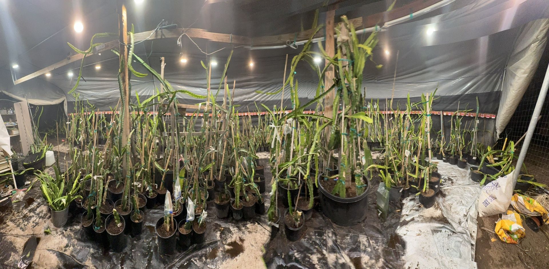 Rare Hard To Find Dragon Fruit Starters And Potted Plants 150 Varieties