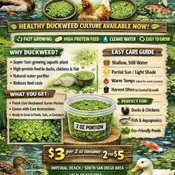 🟢 LIVE DUCKWEED (LEMNA MINOR) – NATURAL SUPER FEED 🦆🐔🐟