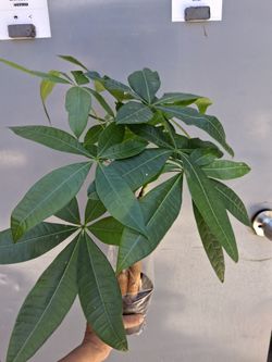 Money trees