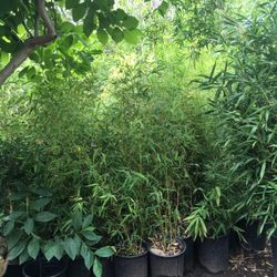 APPROXIMATELY 4-6 FEET TALL - 5 GALLON SIZE - BAMBOO PLANTS - MANY VARIETIES AVAILABLE 