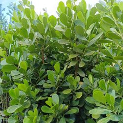Clusia Privacy Hedge Plants 15gl $40🏡🏡