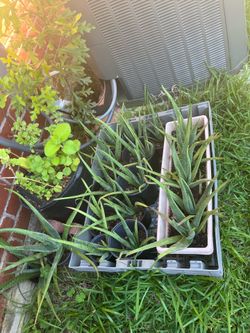 Aloe Vera