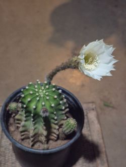 Cactus blanco