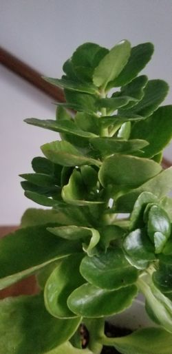 kalanchoe plant