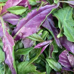 Okinawa Spinach (summer green)