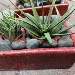Succulents 