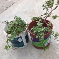 Planta De La Abundancia 