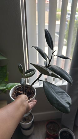 Rubber plant with side new growth