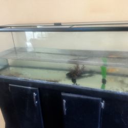 60 Gallon Tank