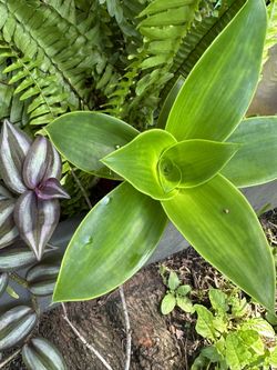 Nice Green Plant Each Ask 8.00